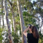 Koalawanderung in den Adelaide Hills