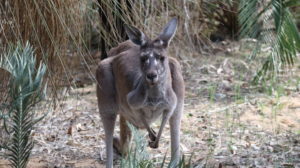 Yanchep Nationalpark: Känguru