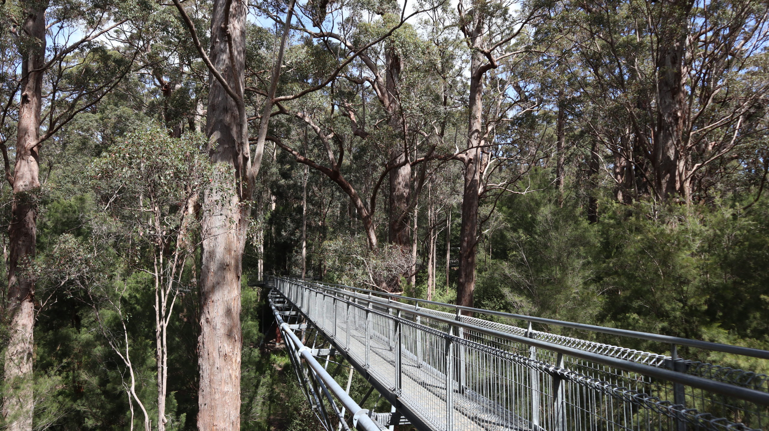 You are currently viewing Valley of the Giants Tree Top Walk