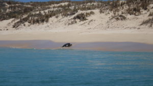 Read more about the article Schnorcheltour am Ningaloo Reef