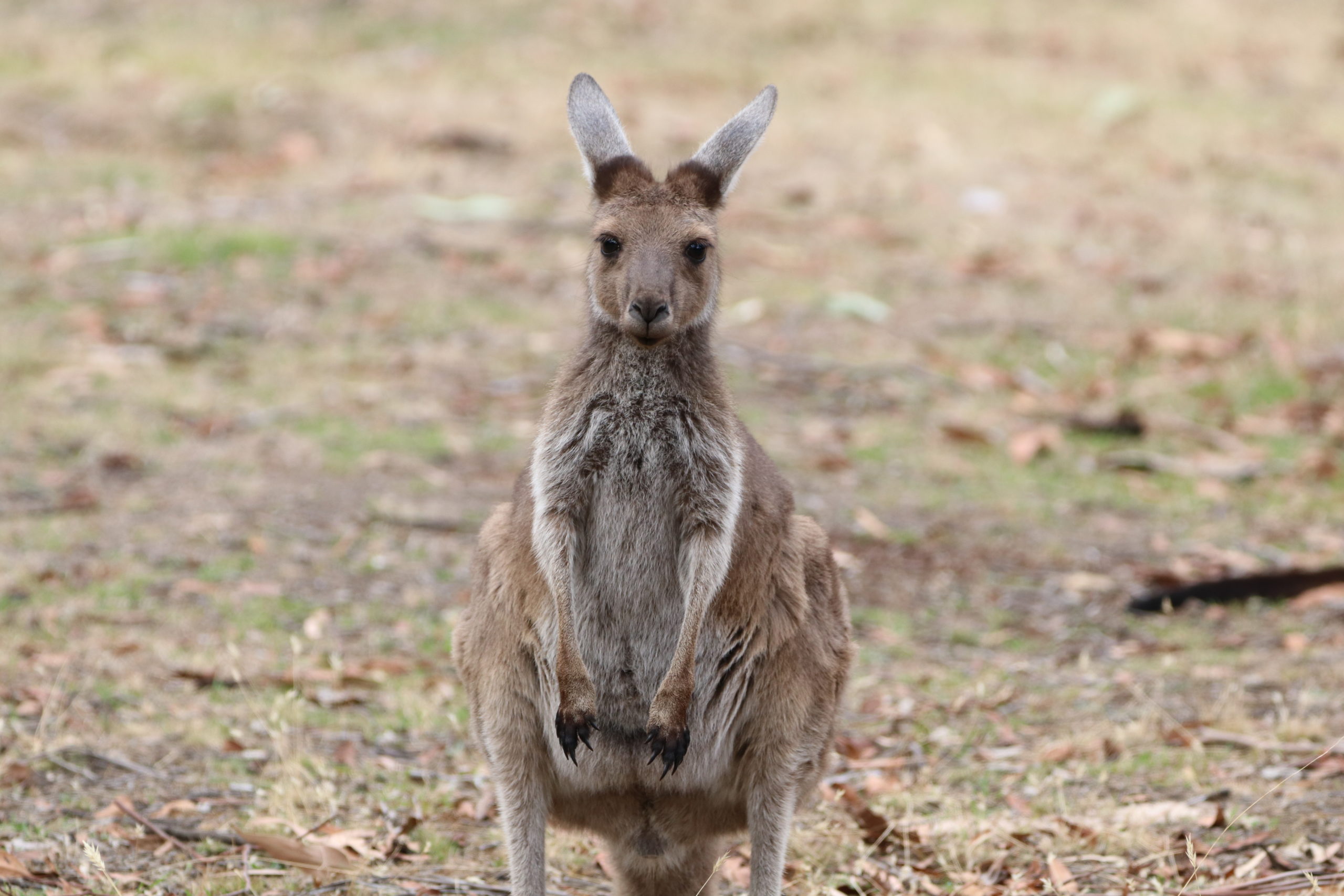 Dinge die du über Australien wissen solltest: Känguru