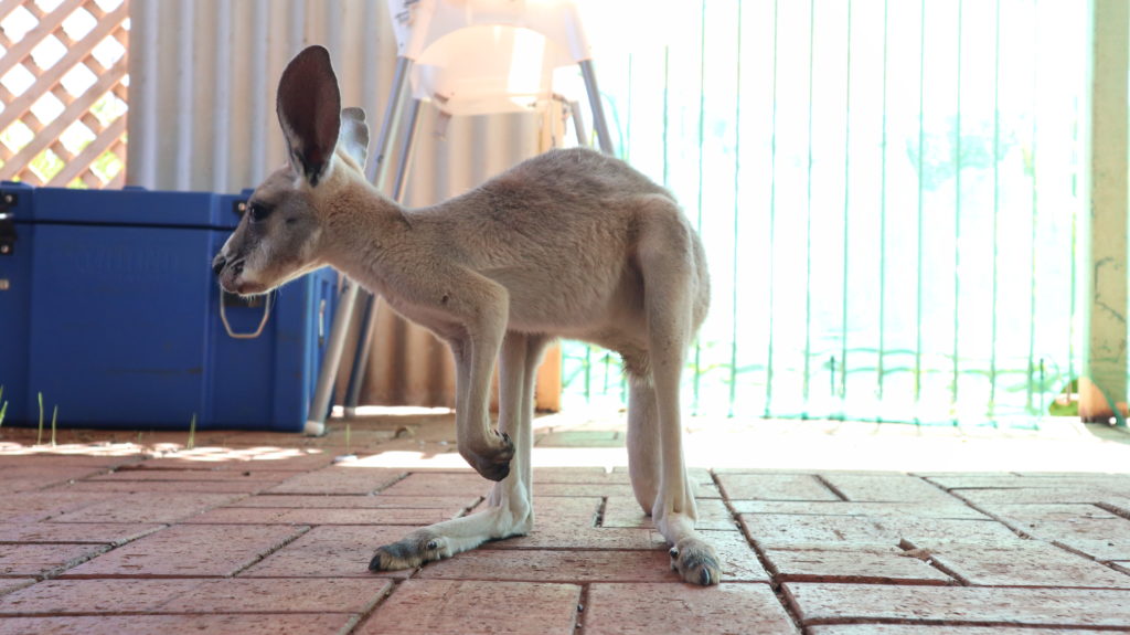 Kangaroo Retreat: Känguru