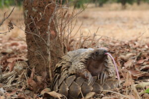 Mehr über den Artikel erfahren How to walk a Pangolin
