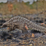 Pangolins