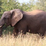 Placement Wahl: Elefant