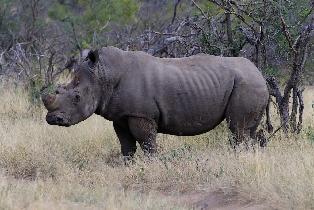 White Rhino